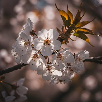Ai Gegenereerd, Cherry Blossom, Sakura