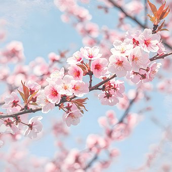 Cherry Blossom, Sakura, Bloemen, Roze