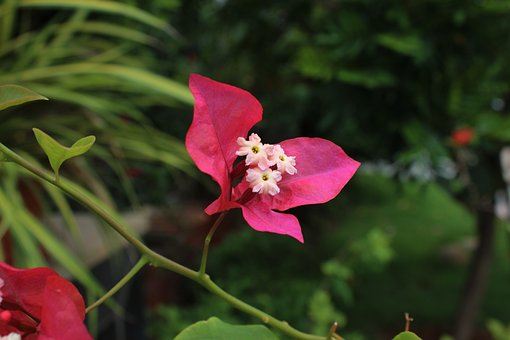 Free Bougainvillea Nature photo and picture