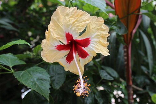 Free Hibiscus Nature photo and picture