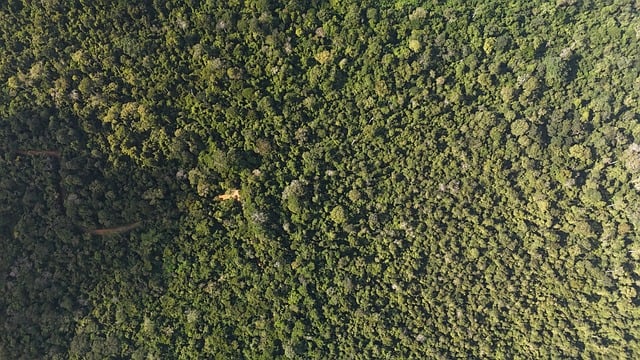 Free Flona Goytacazes Atlantic Forest photo and picture