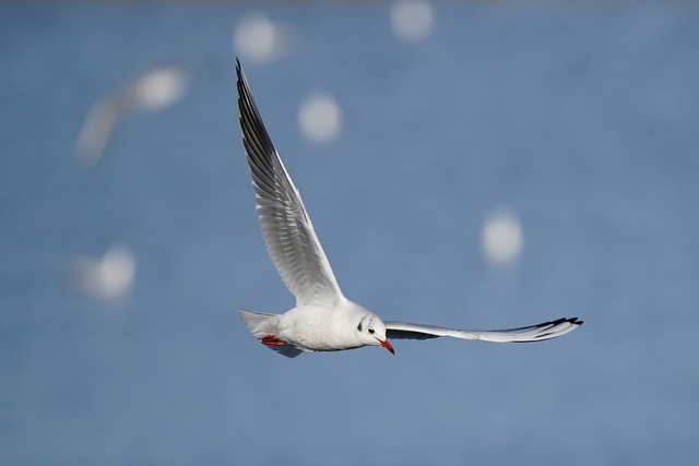 Möwe, Vogel, Meer, Vogelkunde, Seevögel