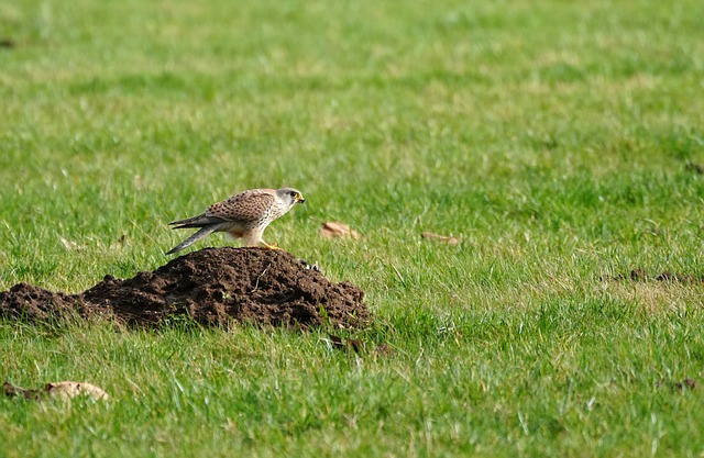 Falke, Natur, Raubvogel, Vogelkunde