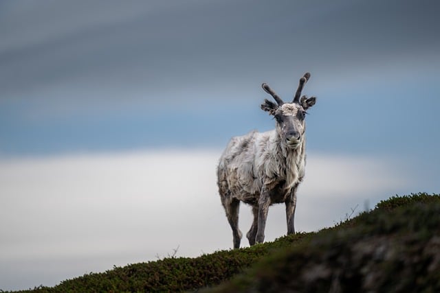 Reindeer, deer, wildlife and animal — photo by xiSerge