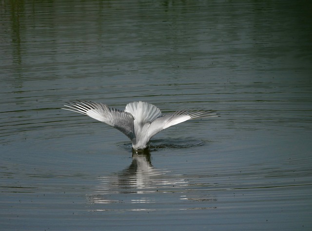 Möwe, Vogel, Vogelkunde, Seevögel