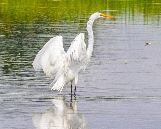 Free Egret White photo and picture