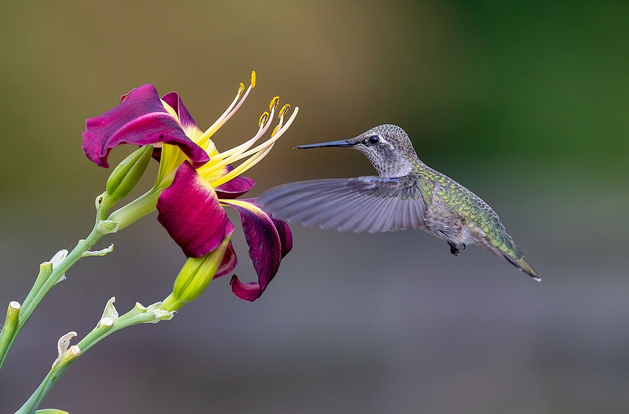anna's hummingbird, flower background, hummingbird, beautiful flowers, flower wallpaper, bird, nature, wildlife, avian, wings, flowers, garden, flying