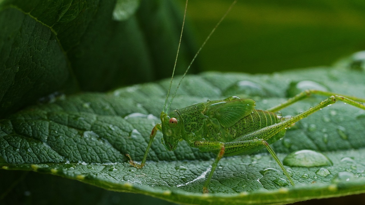 Grasshopper Hay Horse Insect - Free photo on Pixabay
