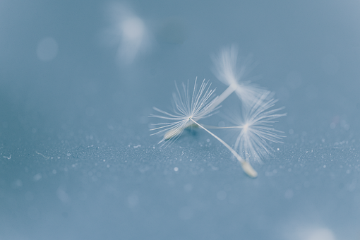 Pampeliška, Květ, Pěkný, Bokeh, Hlava
