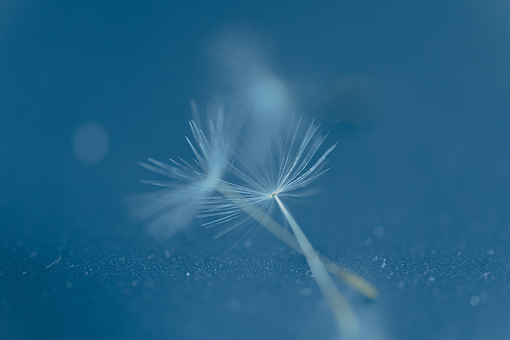 Blume, Blühen, Tau, Löwenzahn, Hübsch