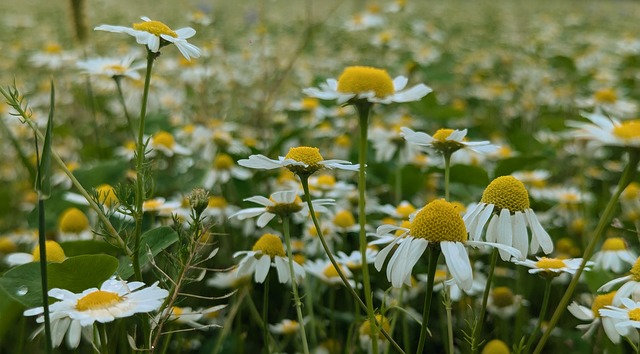 Kamille, Natur, Blomster, Blomstre, Te