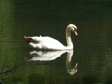 Schwan, Wasser, Spiegelung, Wasservogel