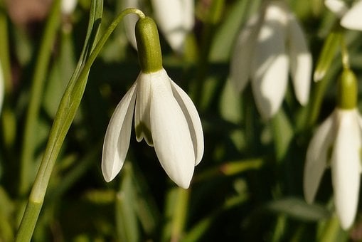 Schneeglöckchen, Blüte, Weiß