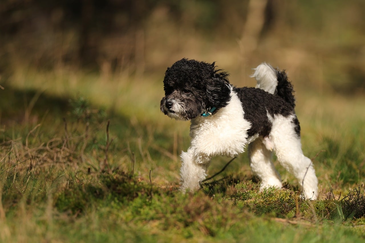 Dog - free online jigsaw puzzle photo