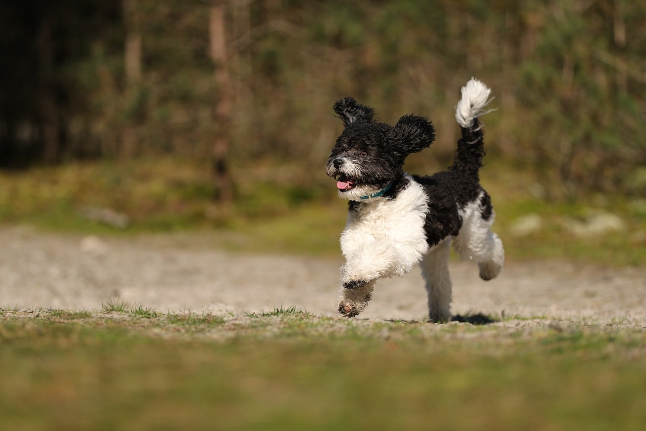 Dog - free online jigsaw puzzle photo