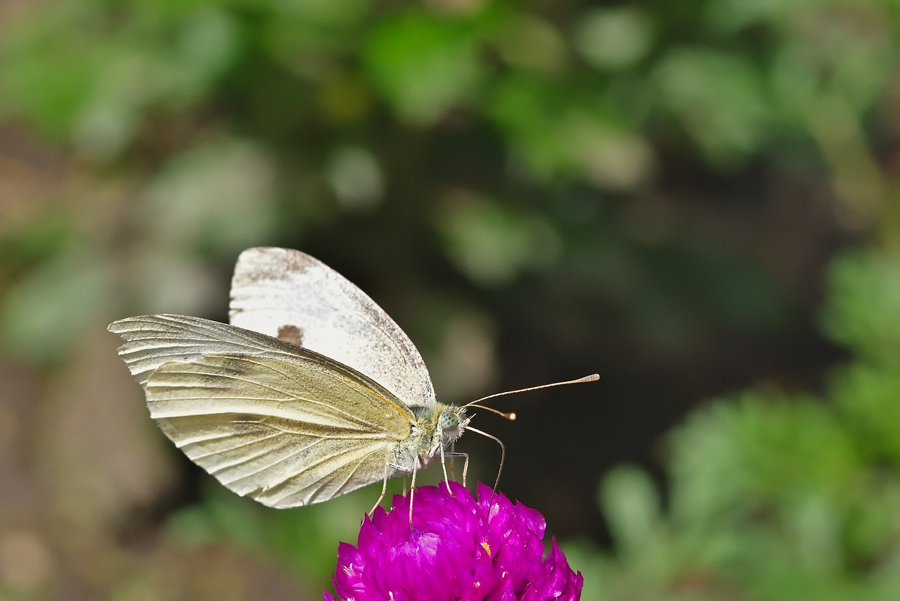 White Beautiful Insect Butterfly White Insect - Free photo on Pixabay