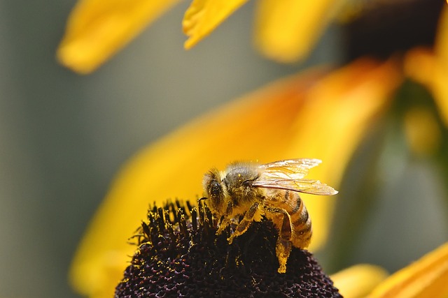 Free Bee Wild Bee photo and picture