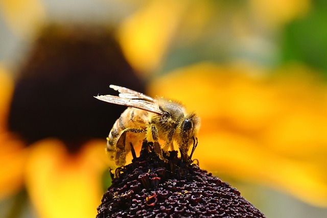 Free Bee Wild Bee photo and picture