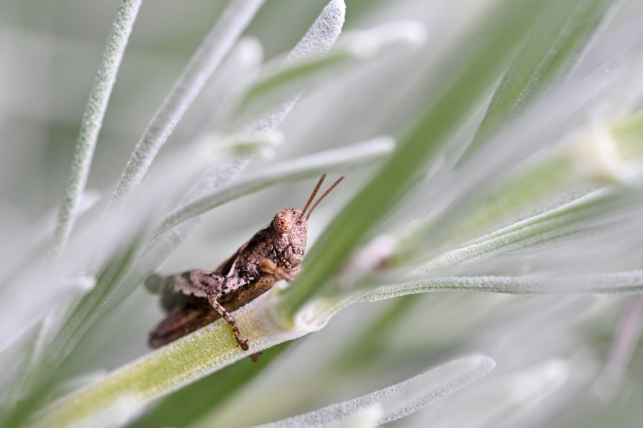 Mantis - free online jigsaw puzzle photo