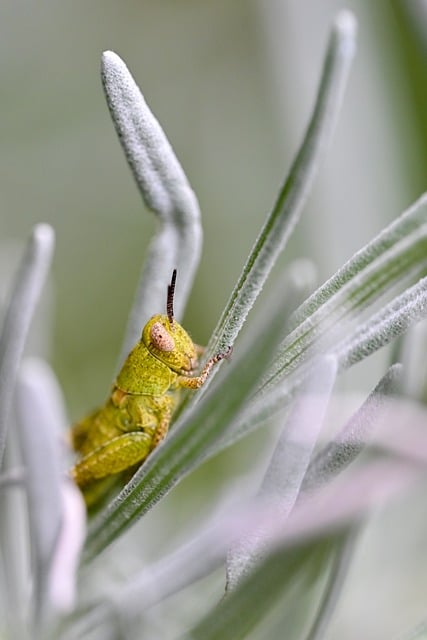Mantis, Natur, Insekt, Lavendel
