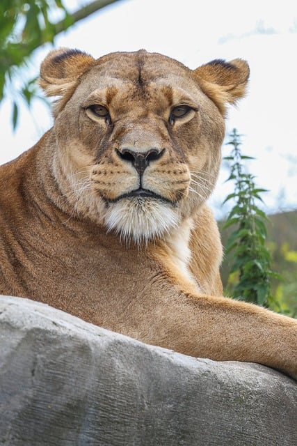 Free Lion Nature photo and picture