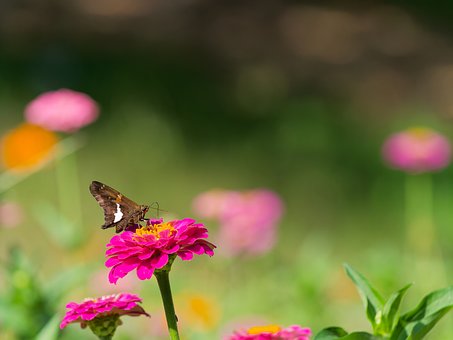 Free Zinnia Pink photo and picture