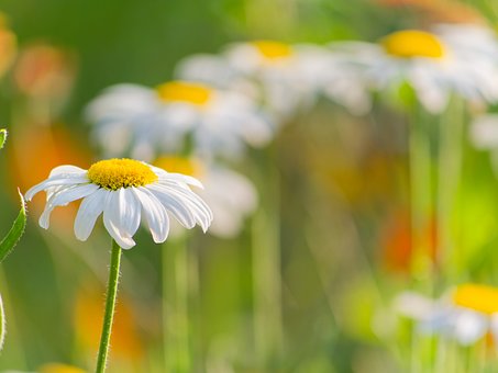 Free Daisy Spring photo and picture