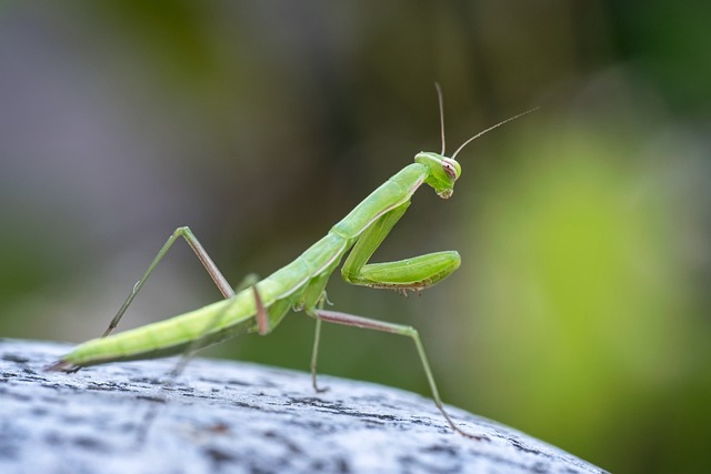 Mantis Insect - Free photo on Pixabay