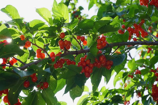 Beeren, Blätter, Baum, Sonnenlicht, Rot