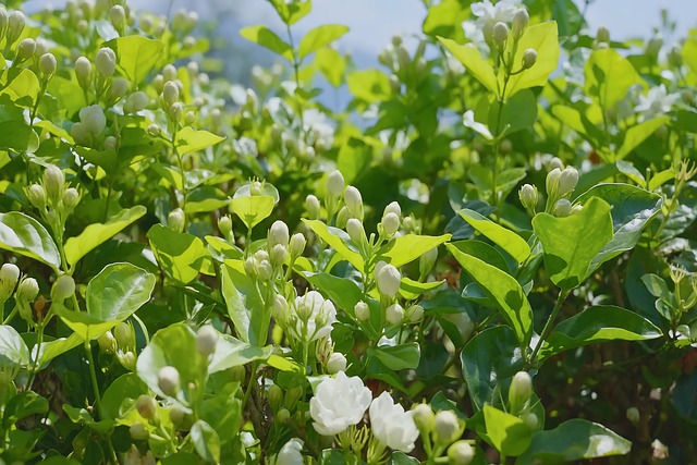 Jasmin, Blumen, Pflanzen, Grün, Natur
