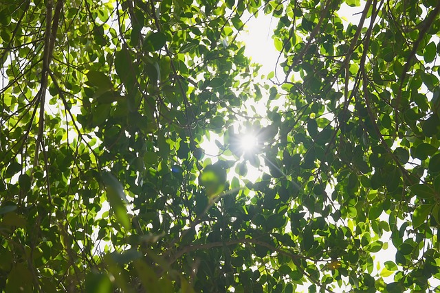 Blätter, Licht, Sonne, Bäume, Natur