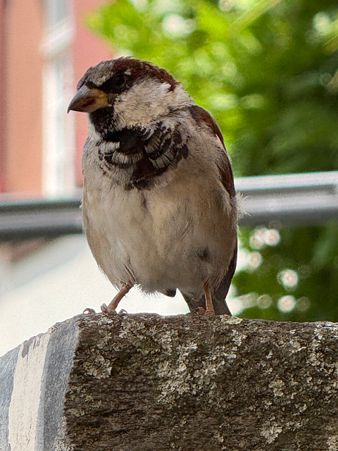 Vrabec, Pták, Zvířata, Příroda