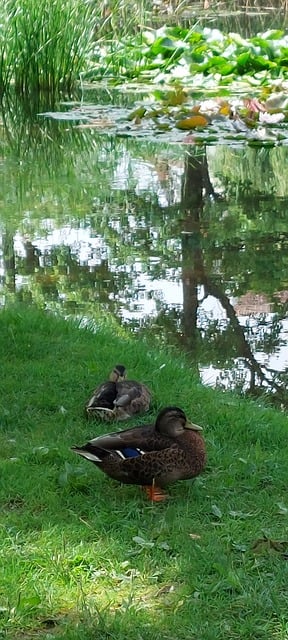 Enten, Teich, Wasser, Natur, Vogel