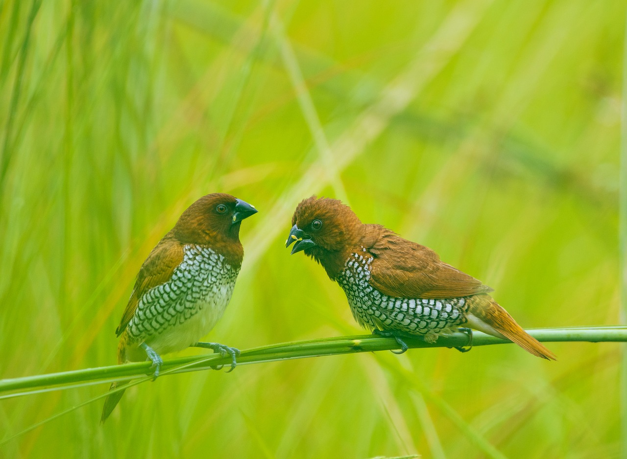 Download free HD stock image of Fauna Feathers Free Fauna Feathers photo and picture