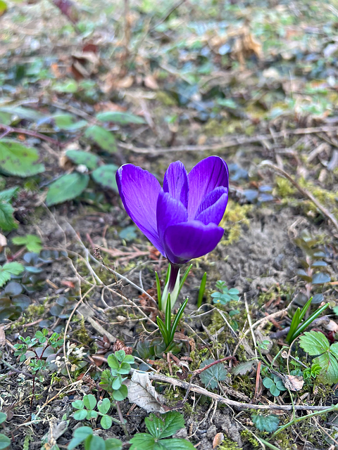 Free Purple Crocus Meadow Purple photo and picture