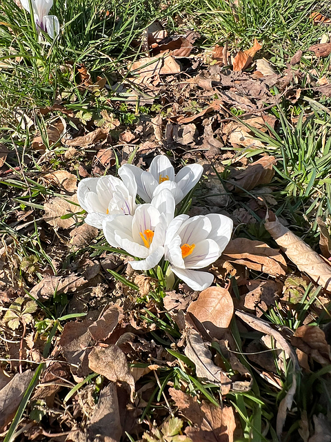 Free Crocus Meadow White photo and picture