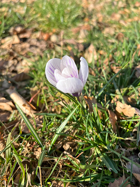 Free Crocus Meadow White photo and picture