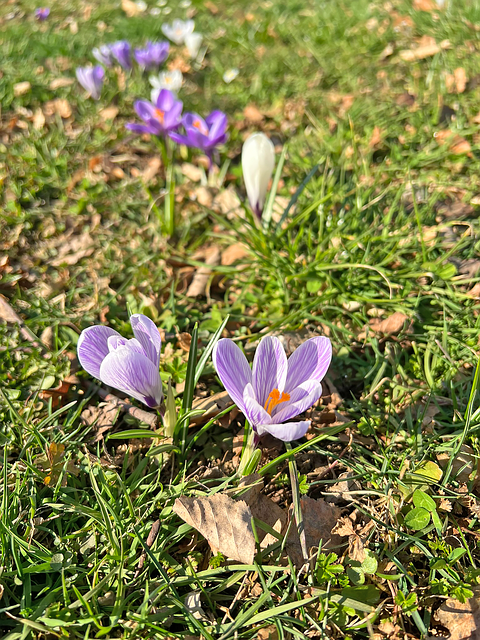 Free Crocus Meadow Purple photo and picture