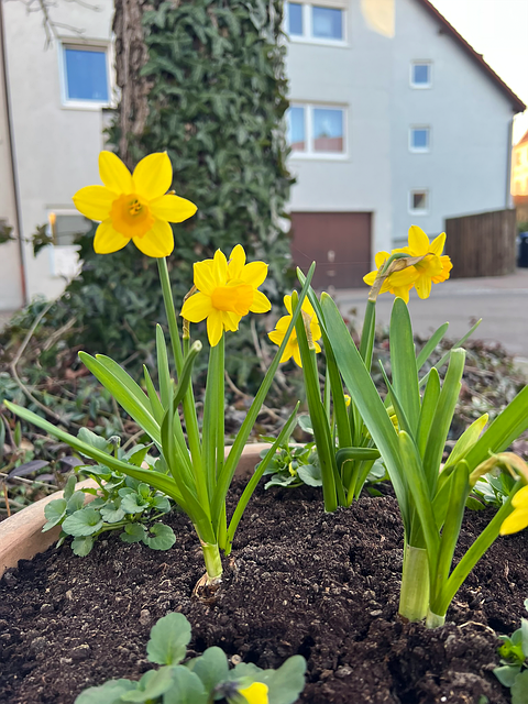 Free Daffodils Easter photo and picture