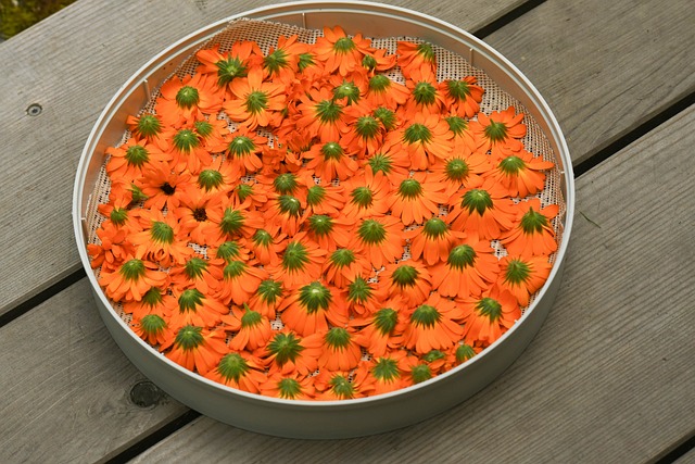 Free Flower Blossoms photo and picture