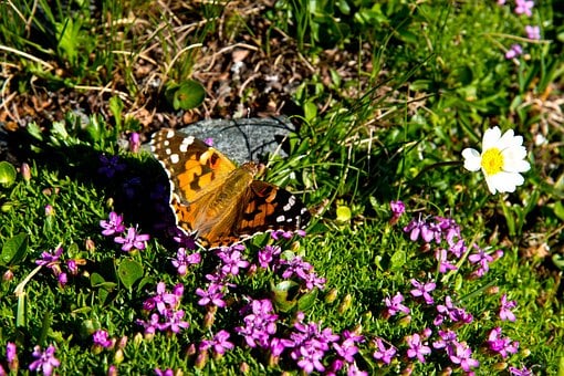 Schmetterling, Vanessa Cardui, Insekt