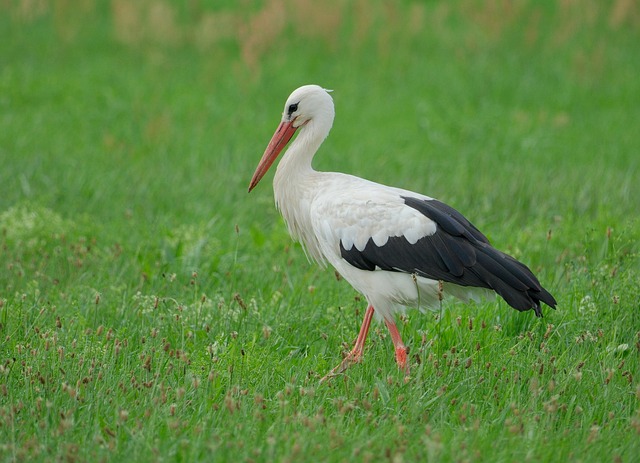 Storch, Vogel, Störche, Natur