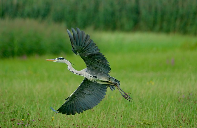 Reiher, Graureiher, Vogel, Wasservogel