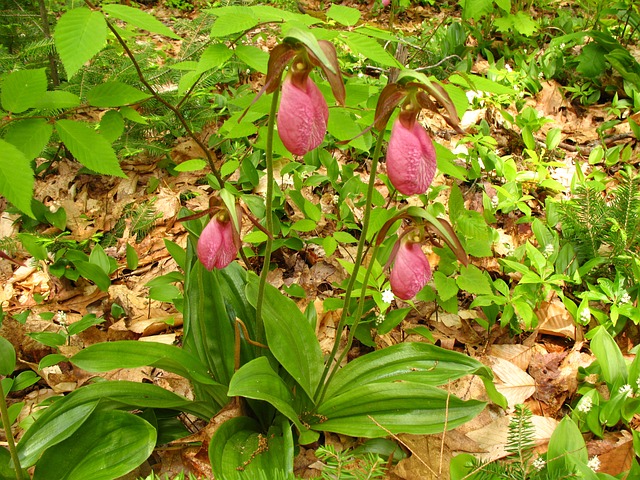 Free Flower Wild Flower photo and picture