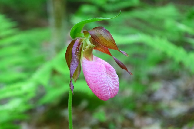 Free Lady Slipper Wild Flower photo and picture