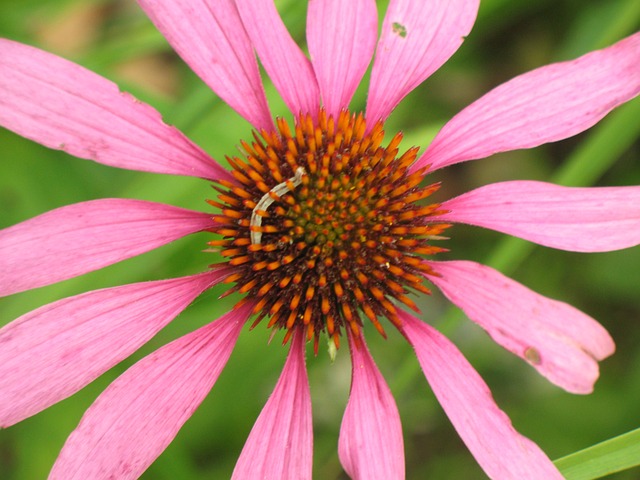 Free Flower Coneflower photo and picture