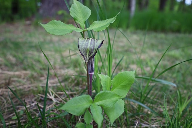 Free Wild Flower Jack In The Pulpit photo and picture