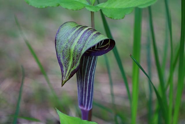 Free Wild Flower Jack In The Pulpit photo and picture