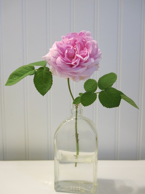 Free Rose Flower photo and picture