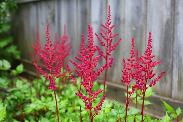 Free Astilbe Nature photo and picture